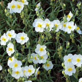 helianthemum alba